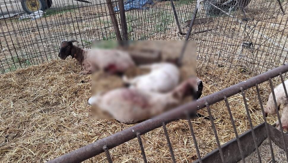 Adil Onalt: Başıboş köpeklerin saldırıları üreticiler için büyüyen bir sorun haline geldi