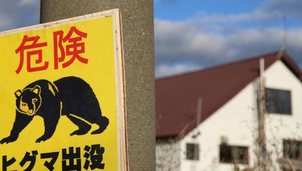 Japonya'da bir fabrikaya giren ayının "pencereyi açıp kaçtığı" düşünülüyor