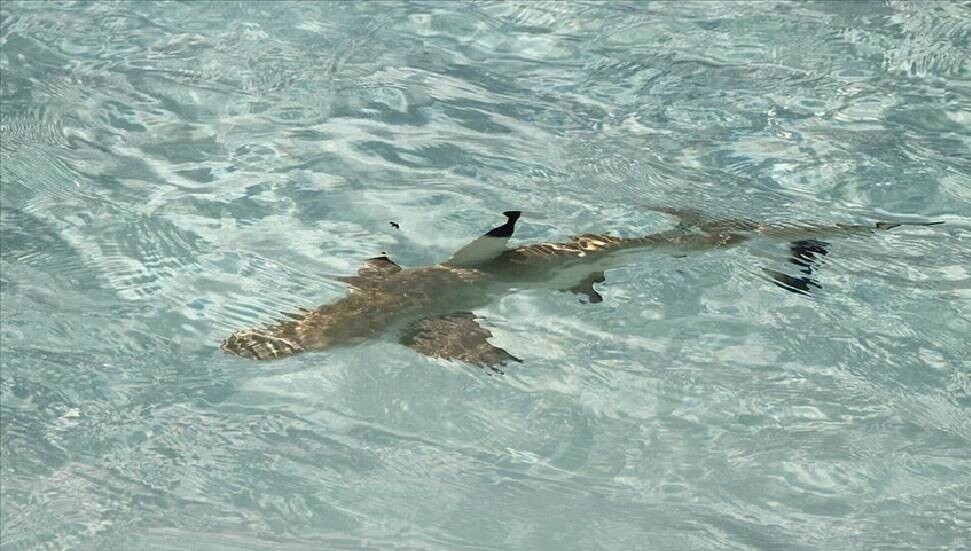Avustralya'da köpek balığı saldırısı sonucu bir kişi hayatını kaybetti, bir kişi yaralandı