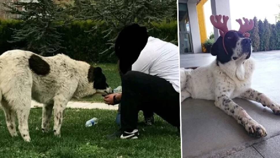 Ankara’da 'Matmazel'in darbedilerek öldürüldüğü iddiasına soruşturma