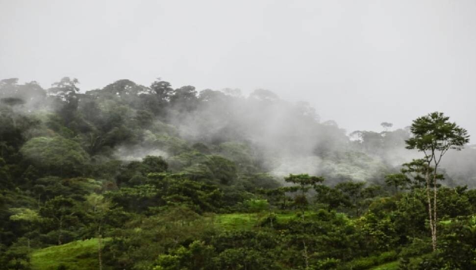 Milyonlarca yıldır görülmemişti: Amazon ormanlarında iklim değişiyor