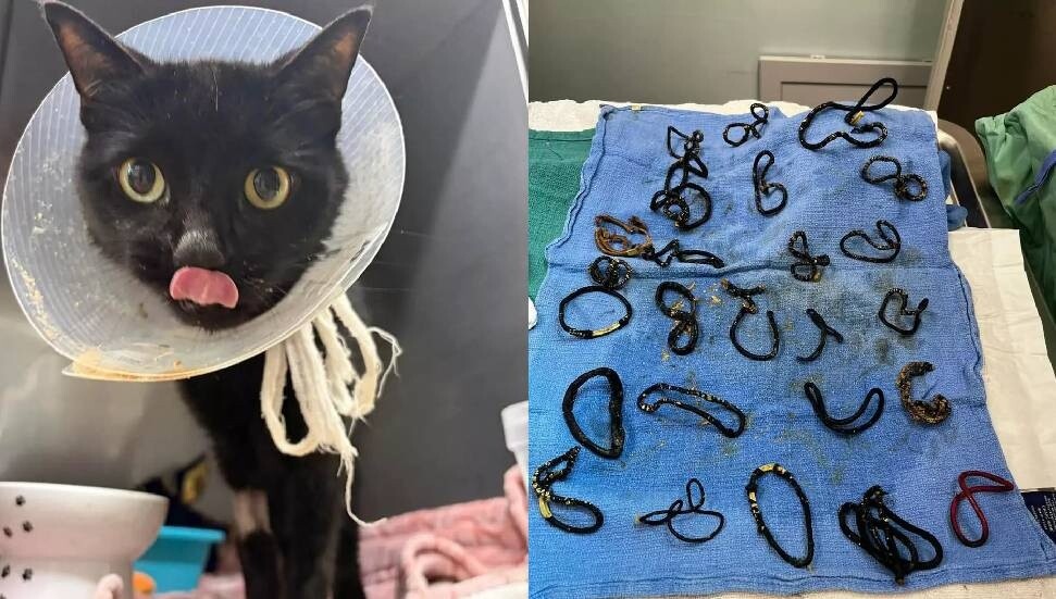 Evde kaybolan tokalar kedinin midesinde bulundu: 26 parça ameliyatla alındı