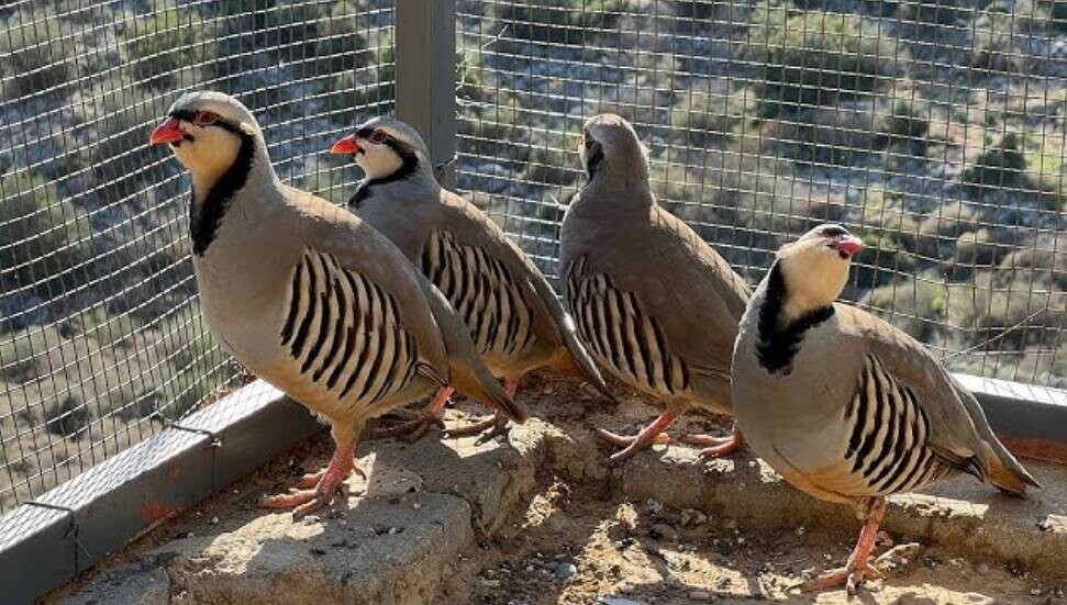 Bahçesinde keklik beslediği tespit edildi: Para cezasına çarptırıldı