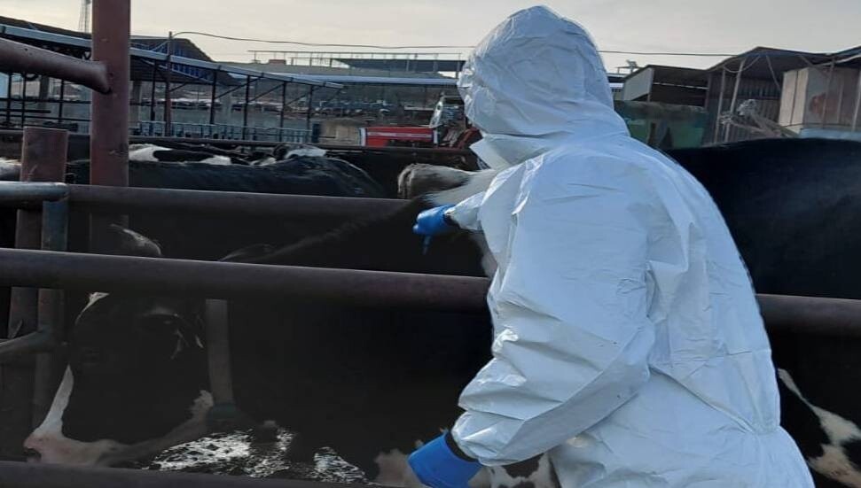 Şap hastalığına karşı aşılama çalışmaları sürüyor: 54 bin 163 hayvan aşılandı