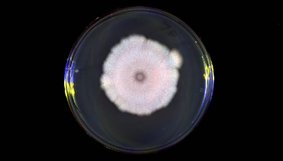 Virüslerin birbirleriyle "konuştuğu" keşfedildi