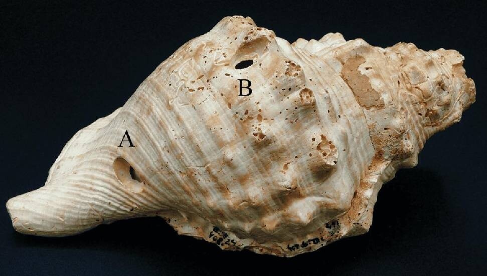 İspanya'da bulunan deniz kabukları en eski müzik aletleri olabilir