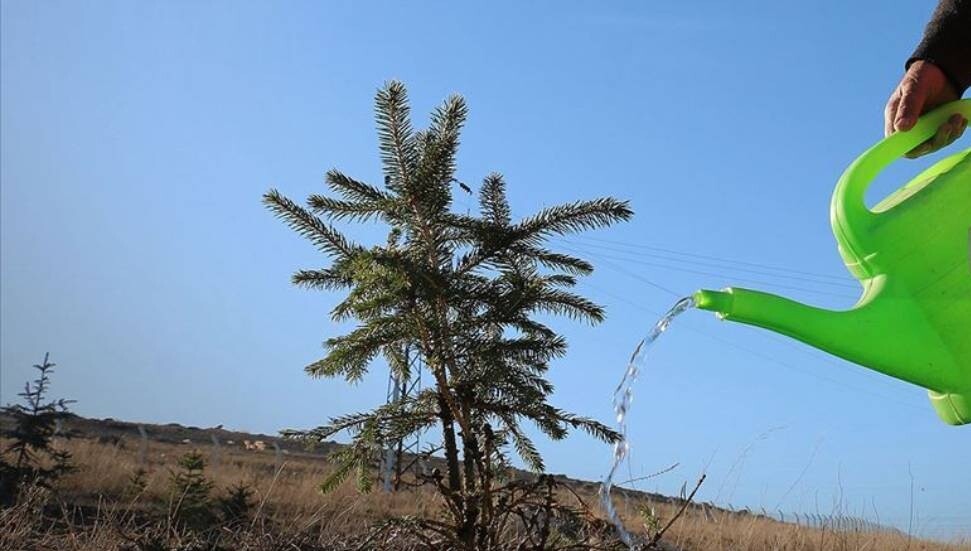 “Yeniden Yeşil Kıbrıs” etkinliğiyle yarın ülke genelinde eş zamanlı fidan dikilecek