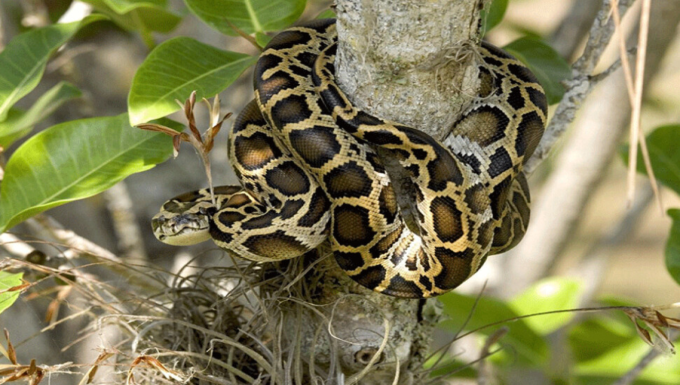 Anakondalar hakkında şaşırtıcı bulgu: 12 milyon yıldır boyutları değişmedi